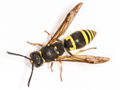 Ancistrocerus nigricornis